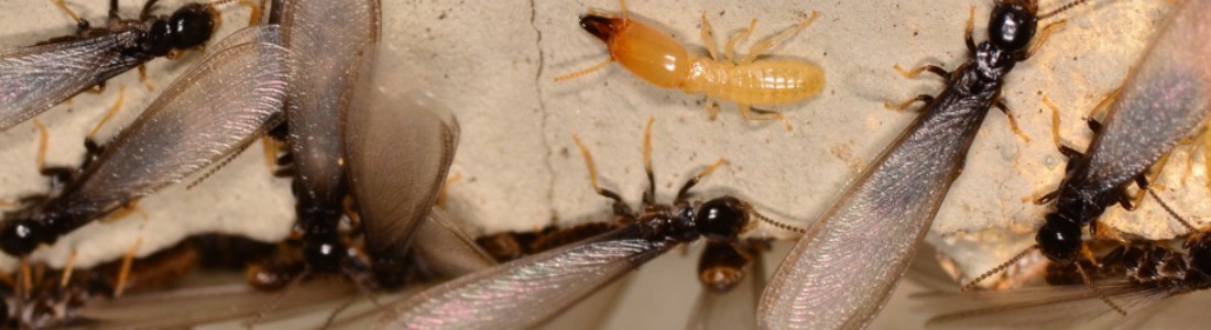 Cupins na Revoada 24 HORAS